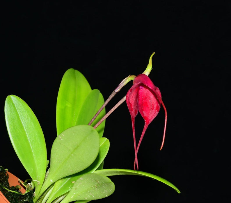 Masdevallia Devil's Heart