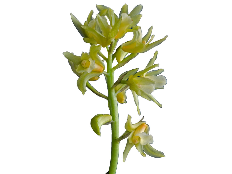 Xylobium pallidiflorum