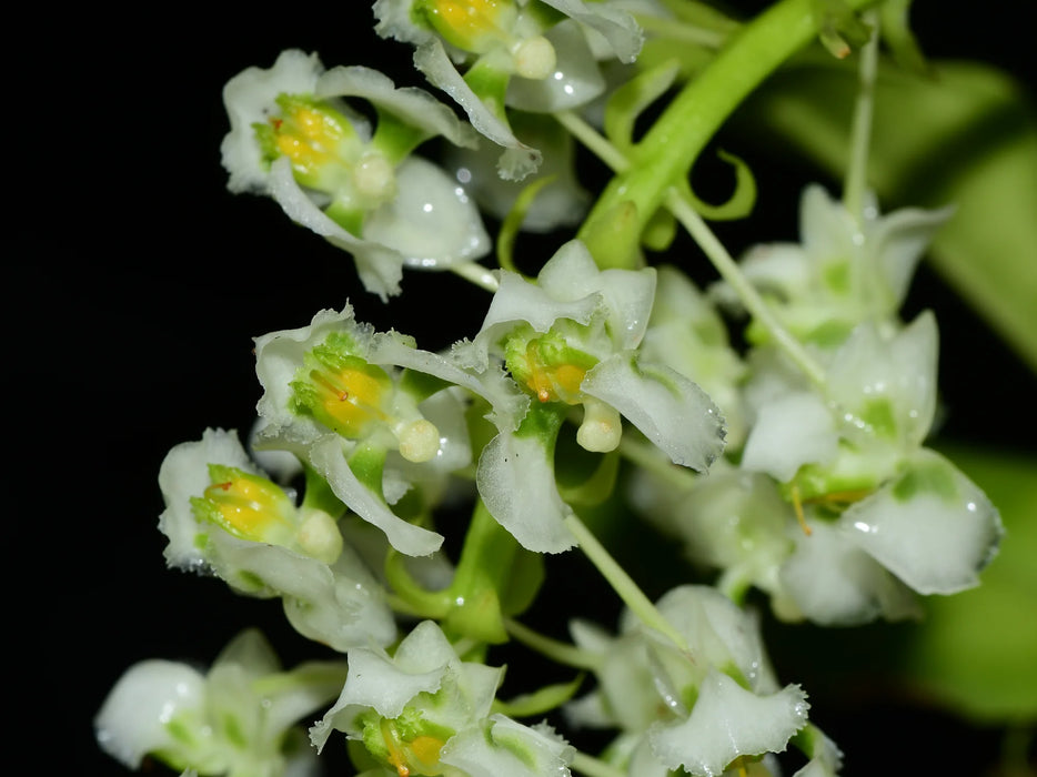 Zygostates grandiflora