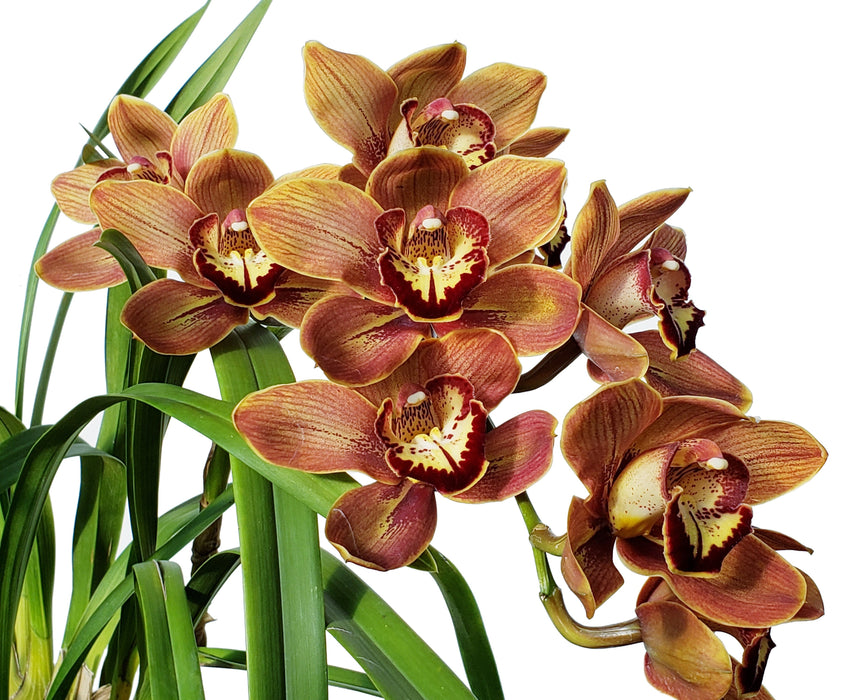 Cymbidium Sofia Ec