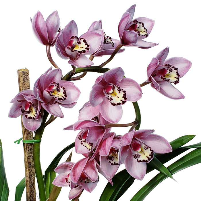 Cymbidium Joy Raye Hot Lips # 1 h00274