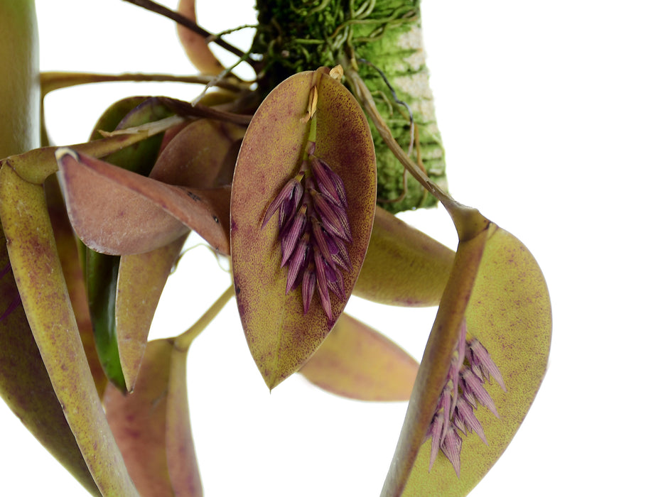 Acianthera pectinata