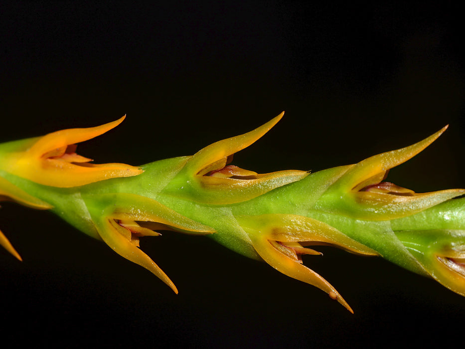 Acianthera tricarinata