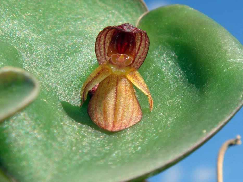 Acronia pyelophera