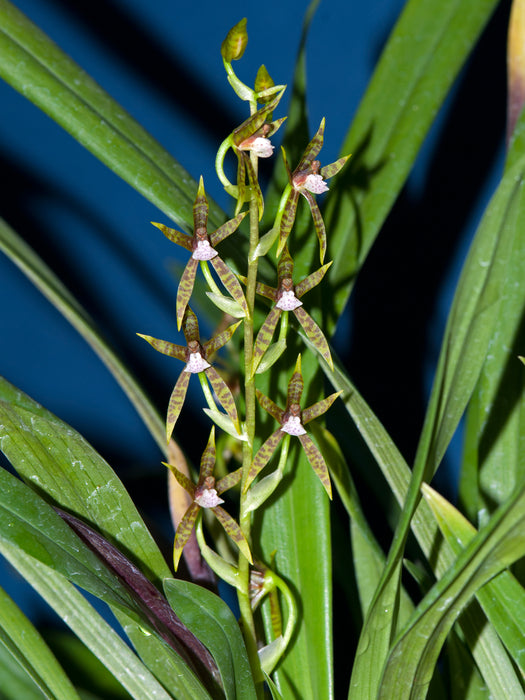 Ada elegantula