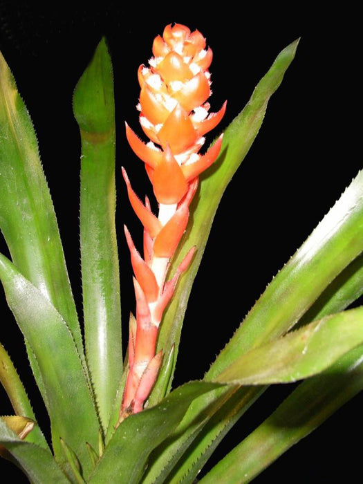 Aechmea hoppii