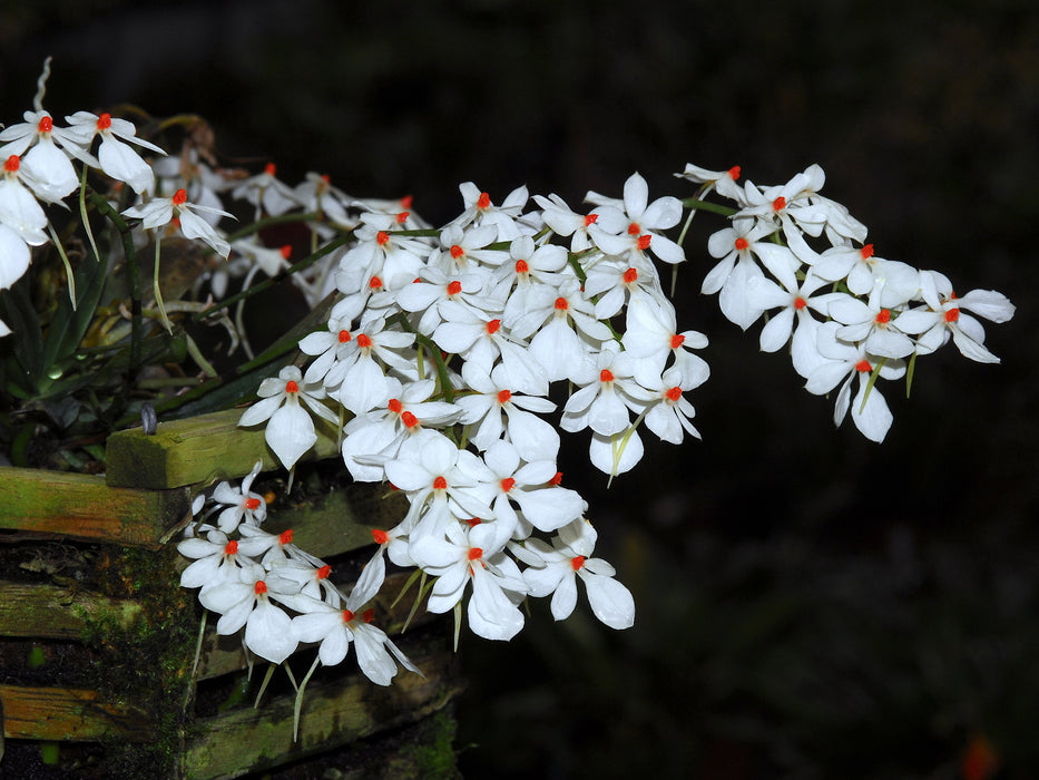 Aerangis luteoalba var rhodosticta