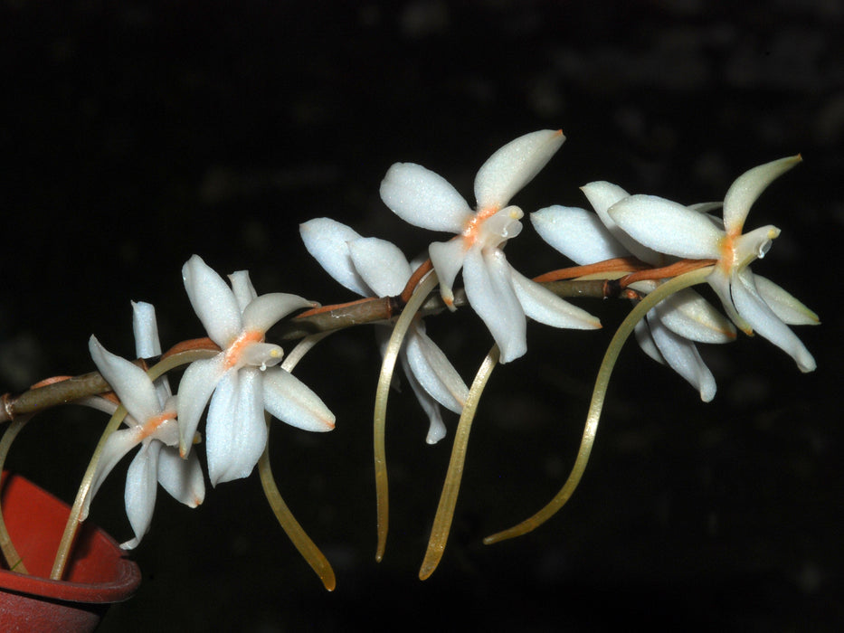 Aerangis mooreana