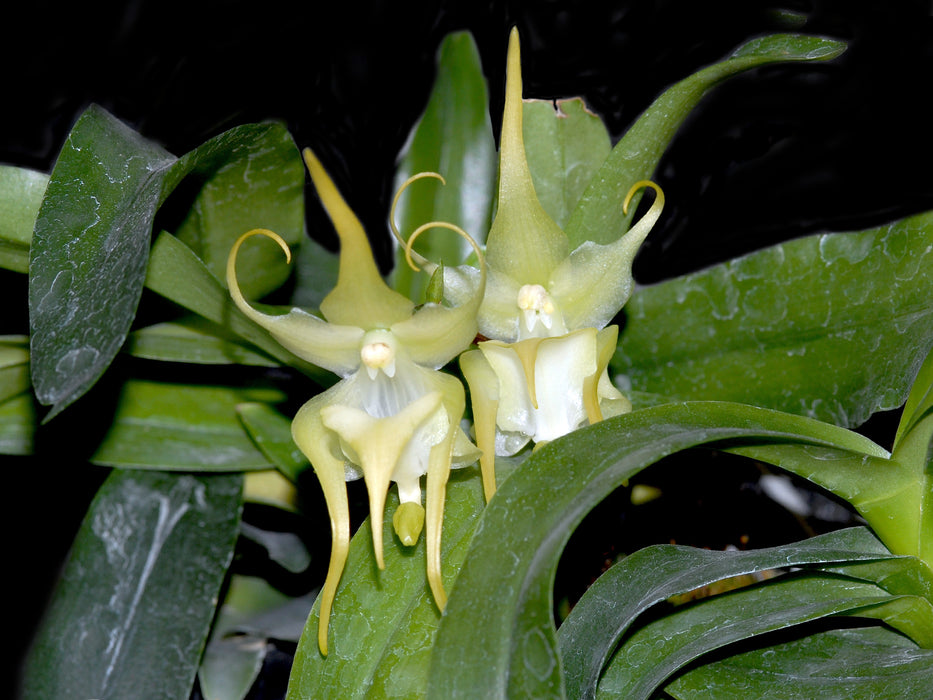 Aeranthes ramosa