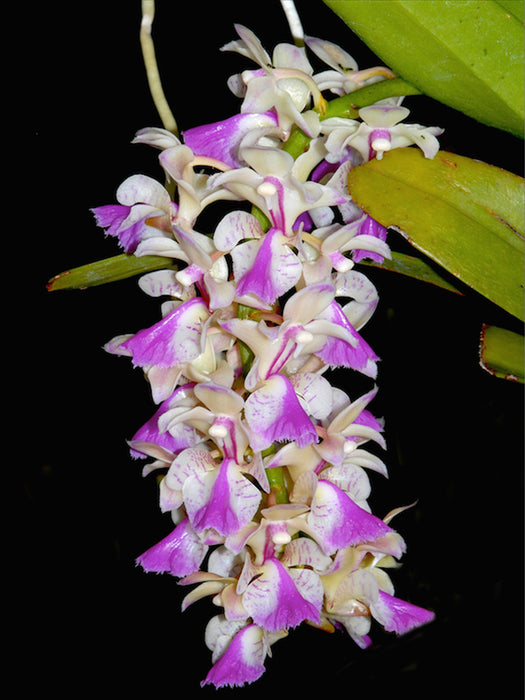 Aerides houlletiana