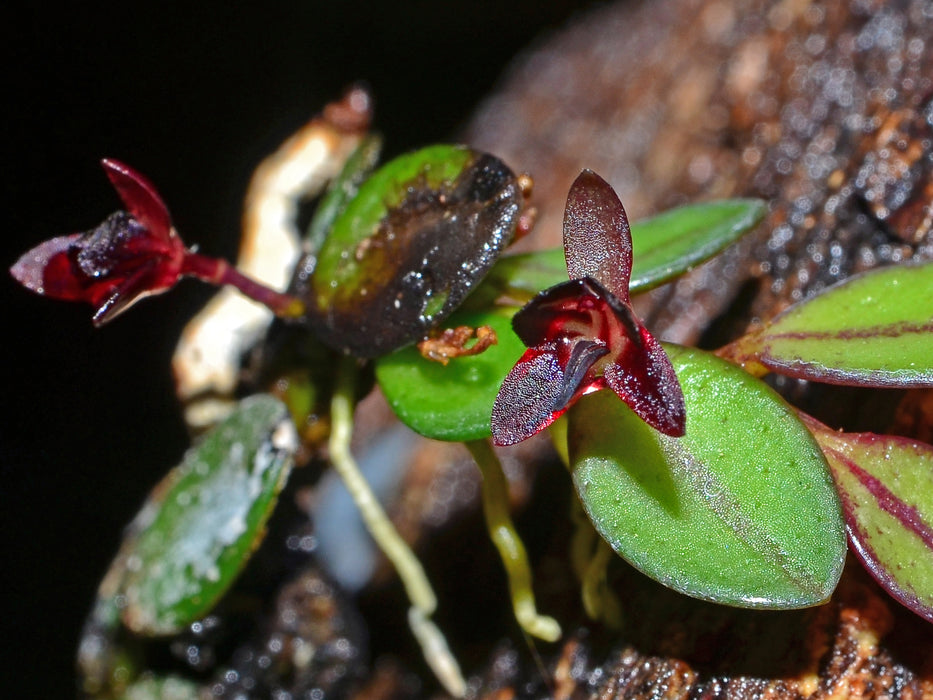 Anathallis nanifolia