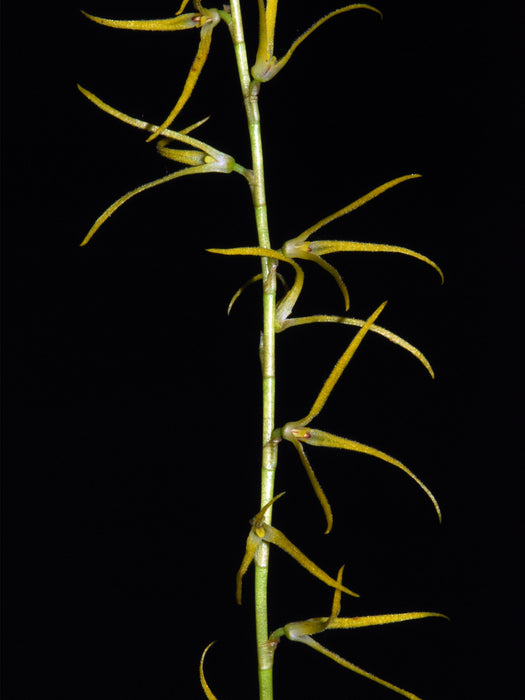 Stelis catenata