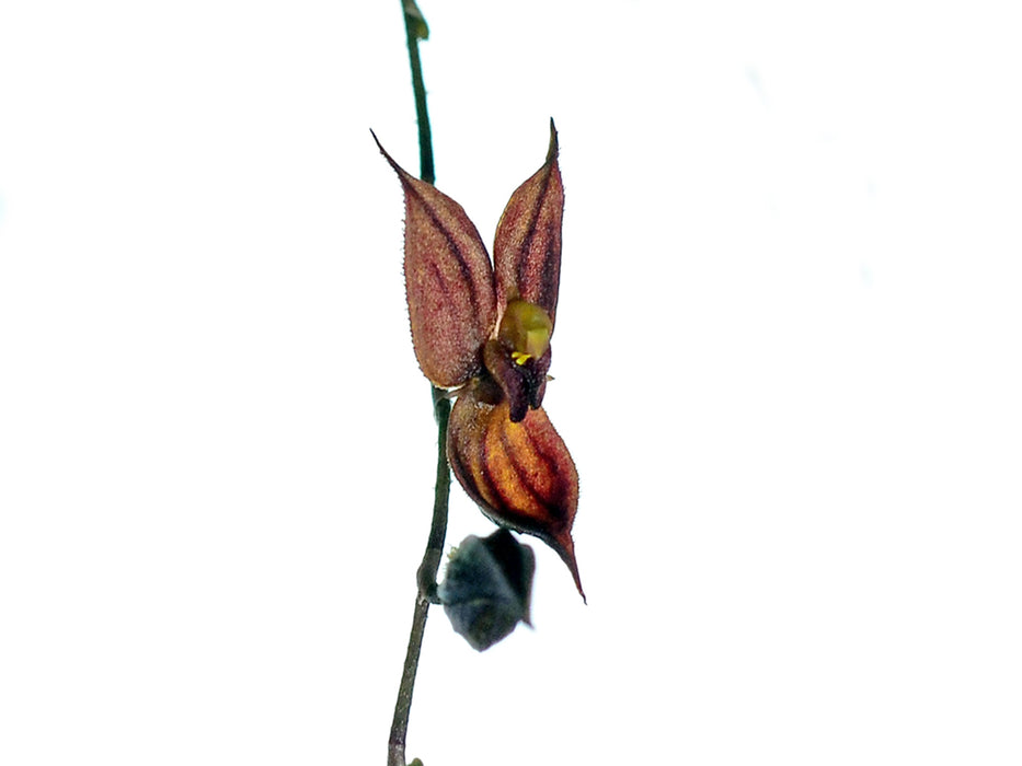 Andinia dielsii