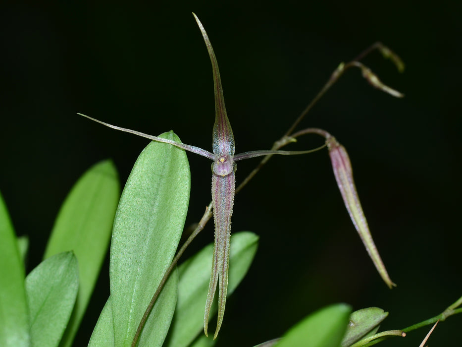 Andinia hirtzii