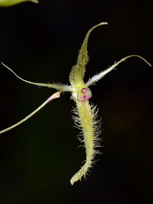 Andinia schizopogon flavescens 'Gigi'