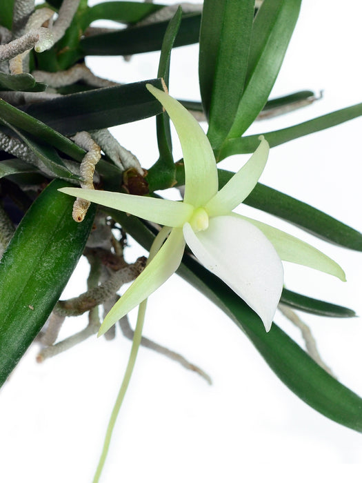 Angraecum didieri