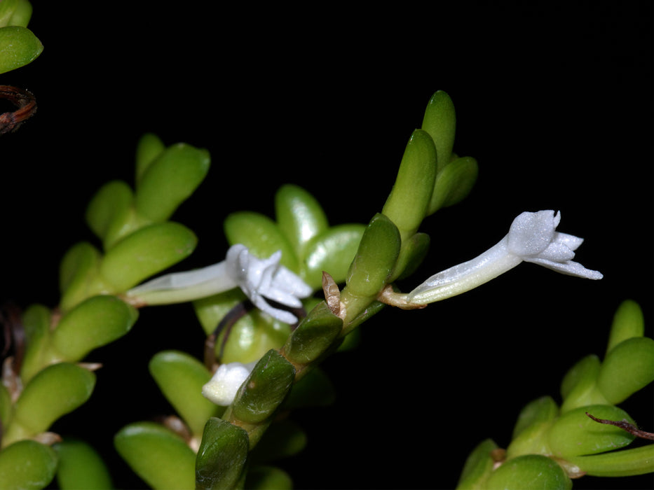 Angraecum distichum