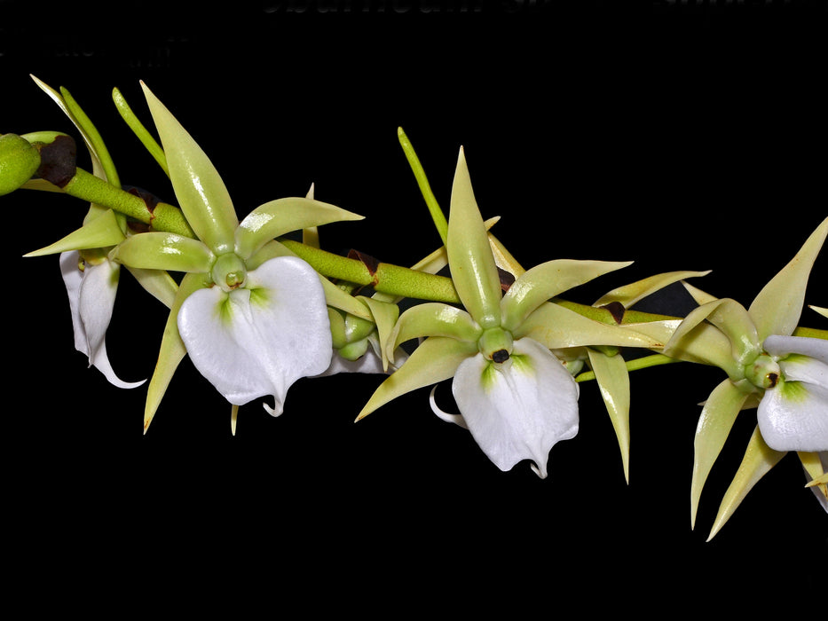 Angraecum eburneum subsp. superbum