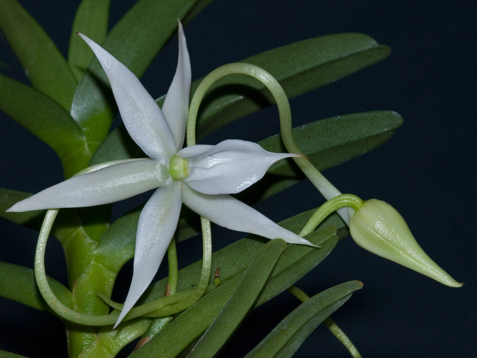 Angraecum florulentum