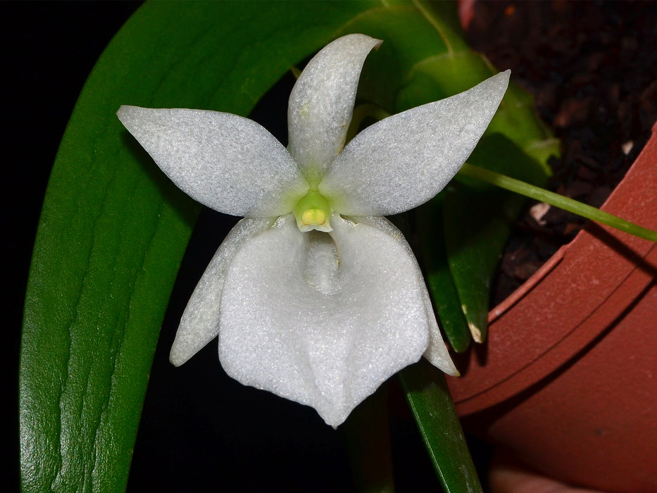 Angraecum leonis comoro