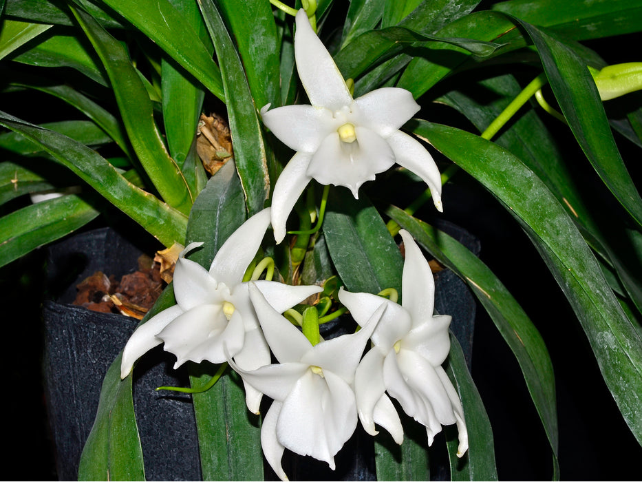 Angraecum magdalenae