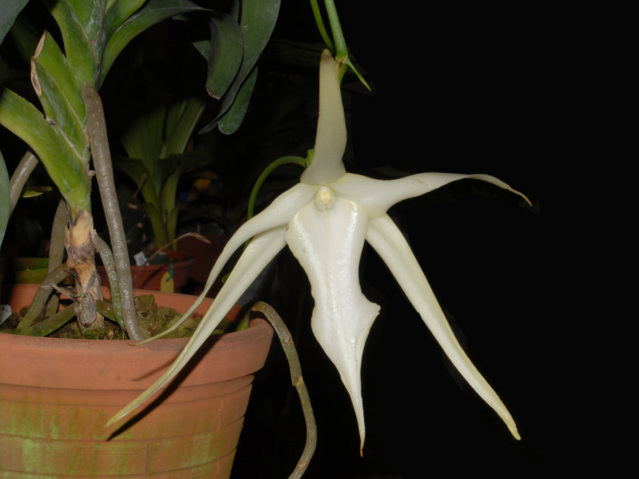 Angraecum sesquipedale