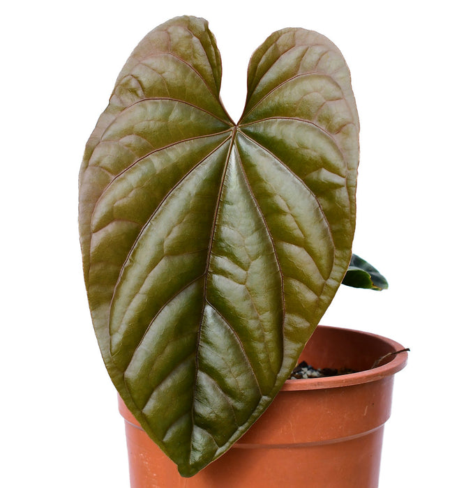 Anthurium debile