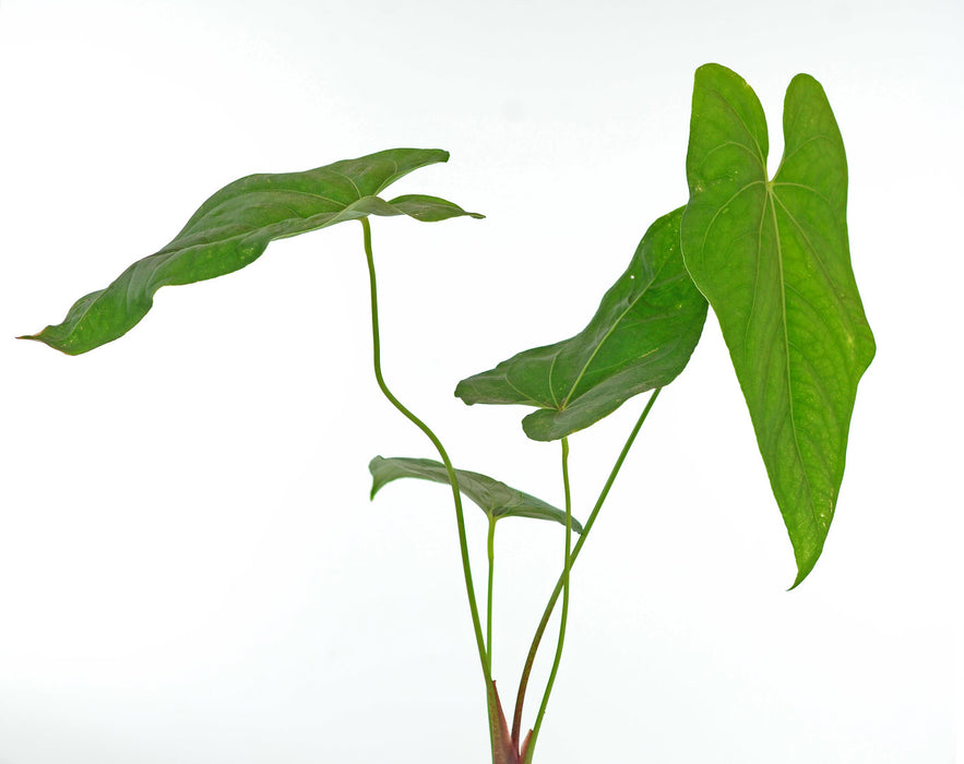 Anthurium rotundistigmatum (seedling)