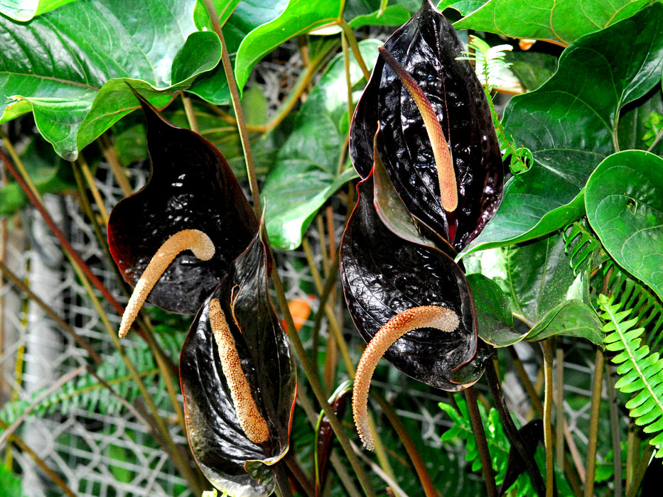 Anthurium cabrerense