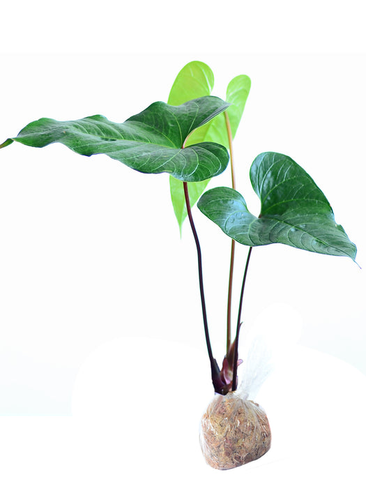 Anthurium cabrerense