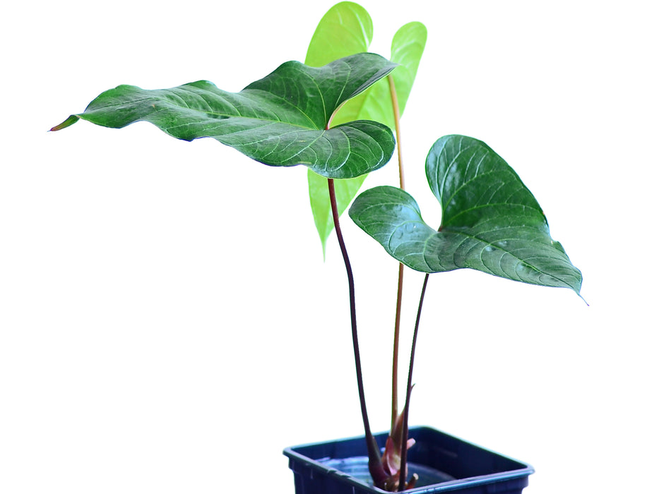 Anthurium cabrerense