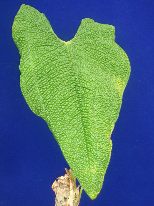 Anthurium corrugatum