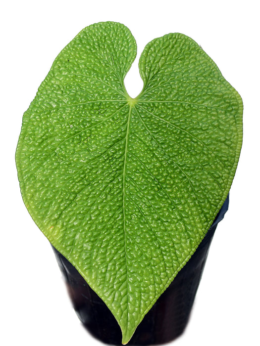 Anthurium corrugatum