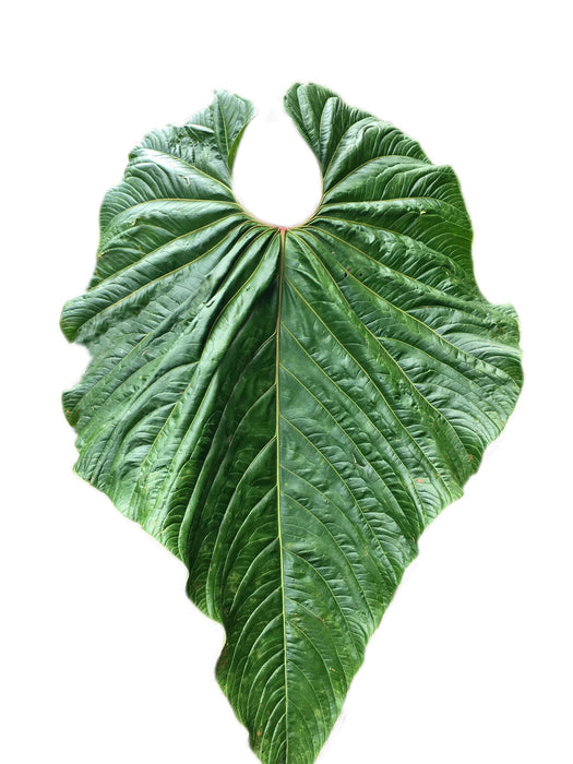 Anthurium cupulispathum