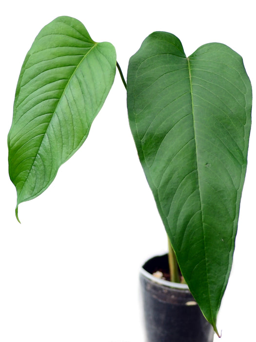 Anthurium cuspidatum (seedlings)