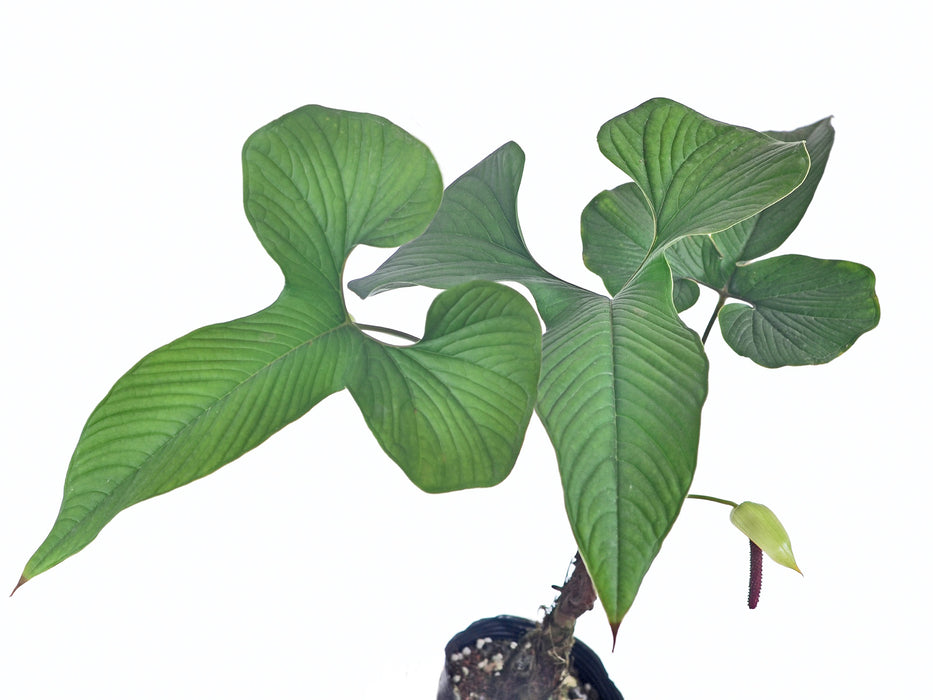 Anthurium draconopterum