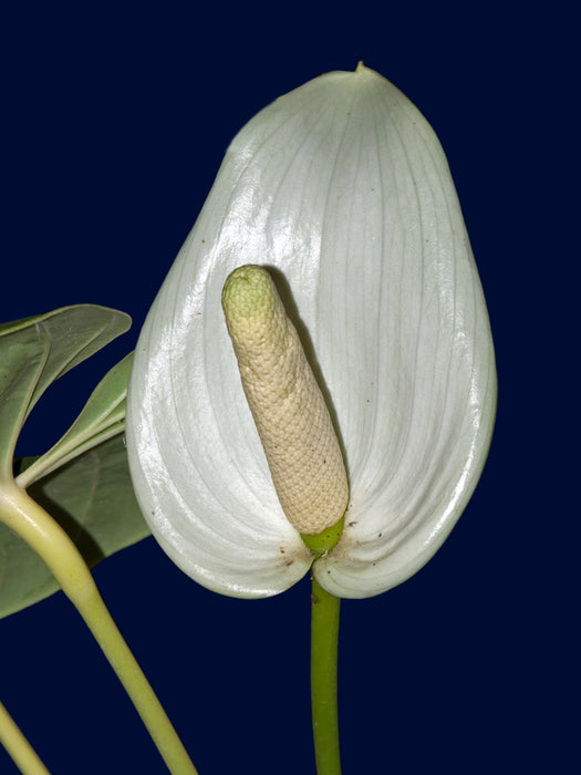 Anthurium effusispathum