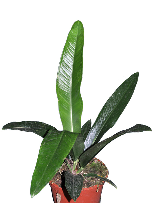 Anthurium ernestii