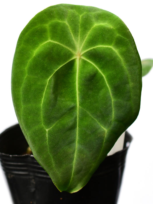 Anthurium forgetii