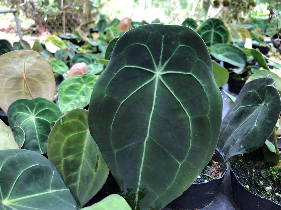 Anthurium forgetii