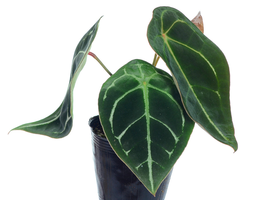 Anthurium forgetii