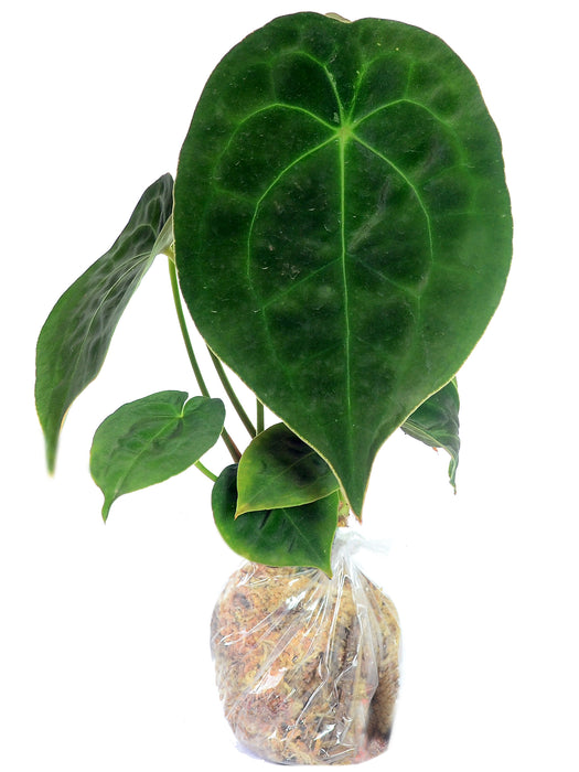 Anthurium forgetii