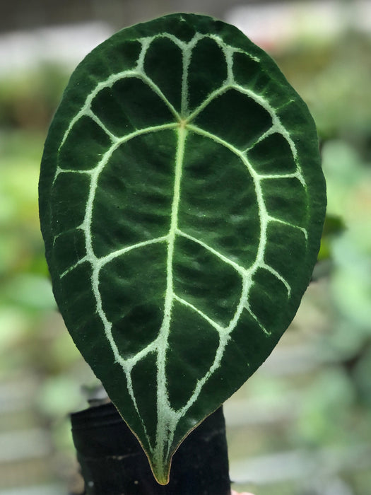 Anthurium forgetii white stripes