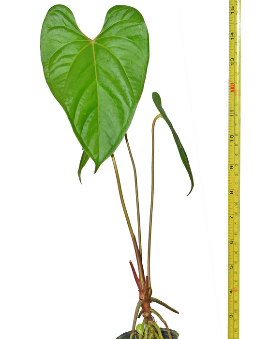 Anthurium huixtlense