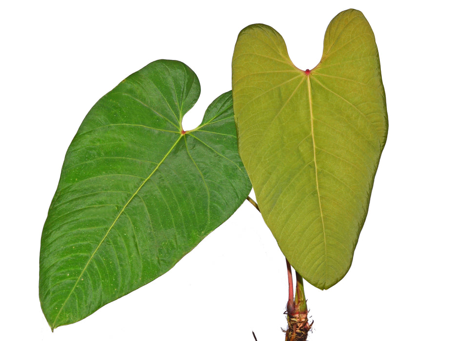 Anthurium insigne var panguiensii