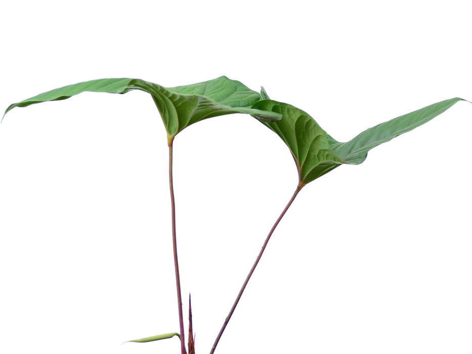 Anthurium insignae