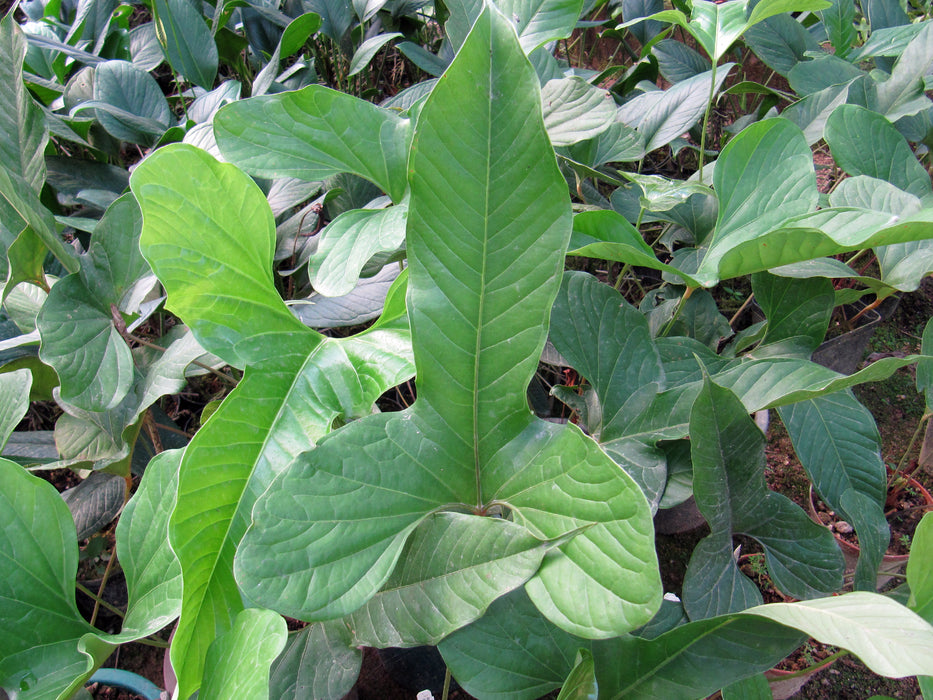 Anthurium insignae