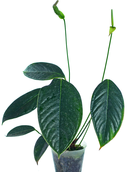 Anthurium longegeniculatum