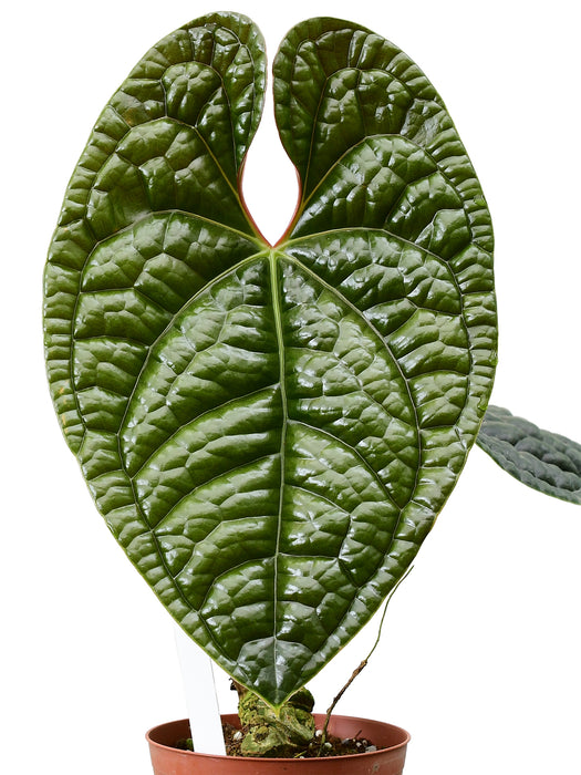 Anthurium luxurians