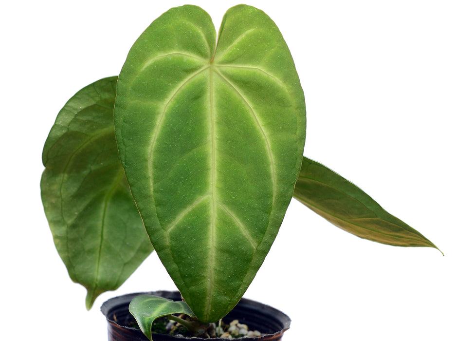 Anthurium magnificum (seedling)